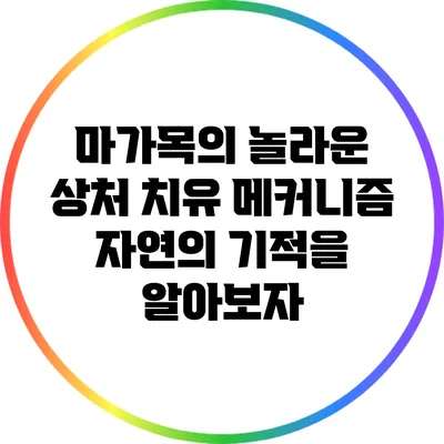 마가목의 놀라운 상처 치유 메커니즘: 자연의 기적을 알아보자