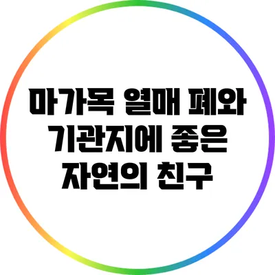 마가목 열매: 폐와 기관지에 좋은 자연의 친구