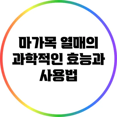 마가목 열매의 과학적인 효능과 사용법