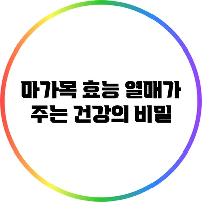 마가목 효능: 열매가 주는 건강의 비밀