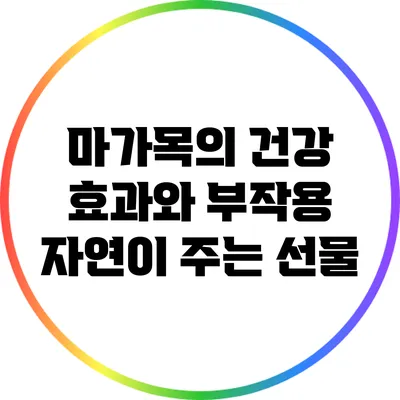 마가목의 건강 효과와 부작용: 자연이 주는 선물