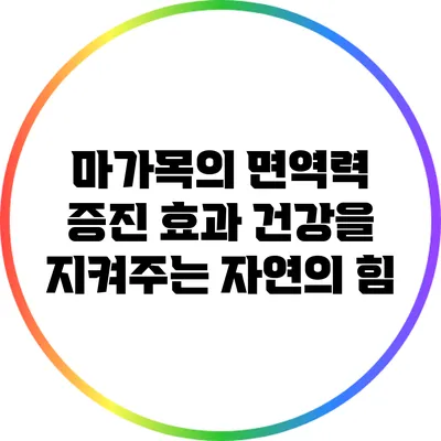마가목의 면역력 증진 효과: 건강을 지켜주는 자연의 힘
